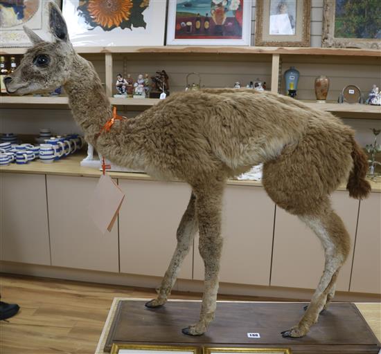 A taxidermy Guanaco